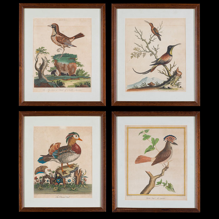  Four 18th Century Hand-colored Bird Prints 