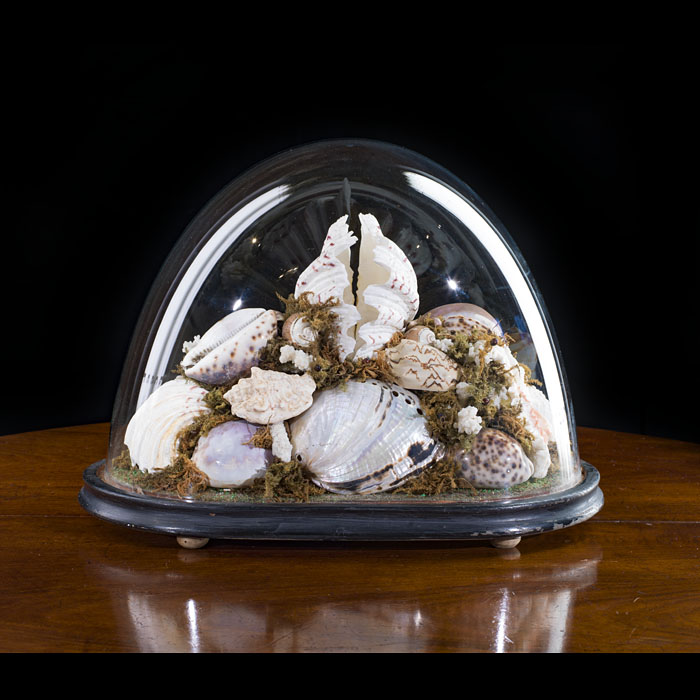 Victorian Shell Display Under Glass Dome 