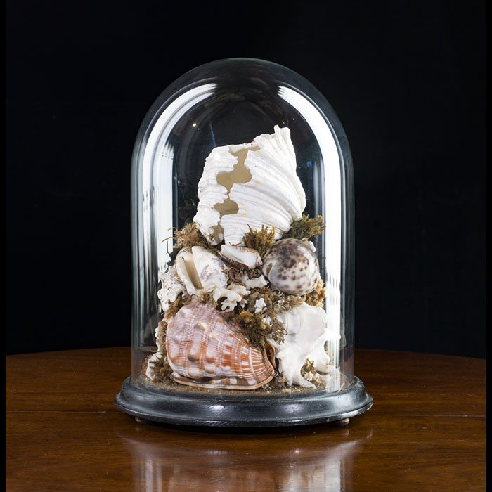 Victorian Shell Display Under Glass Dome 