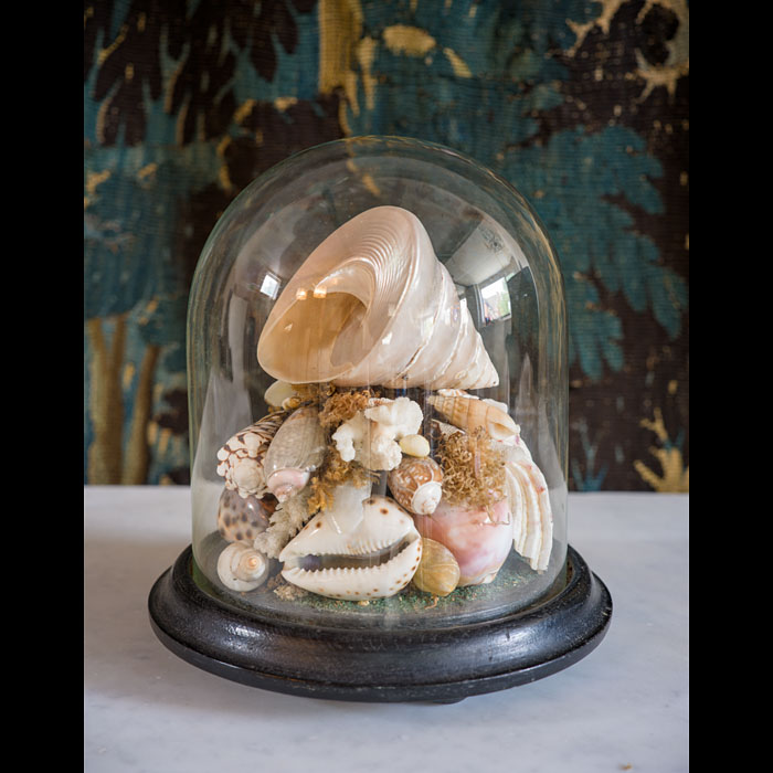 19th Century Shell Display Under Glass Dome 