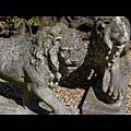 Prowling Stone Medici Lions Florence  | Westland London