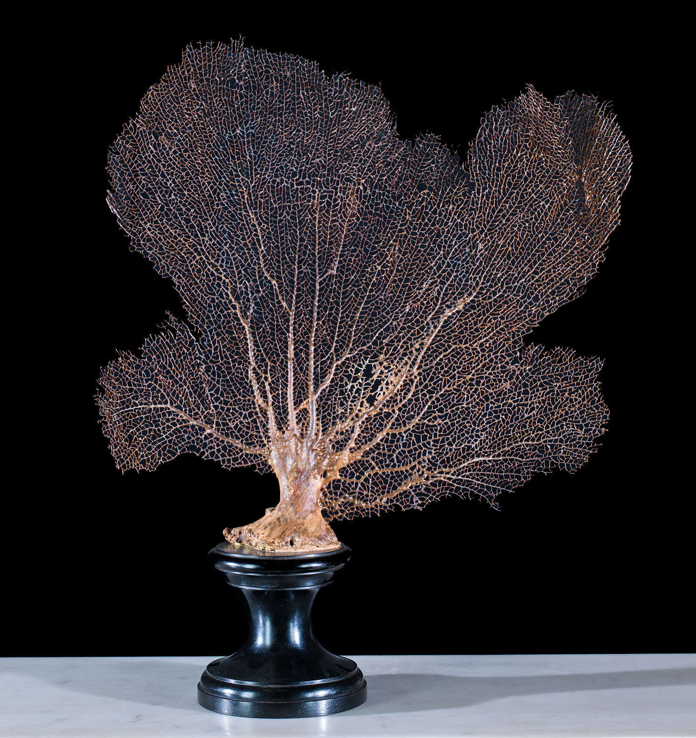 A vintage mounted fan coral